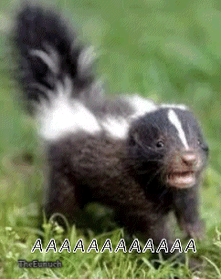 Skunk Screaming in Grass