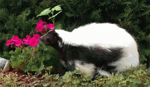 Skunk Sniffing Flowers GIF