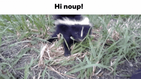 Skunk Standing in Grass Saying Hi Noup