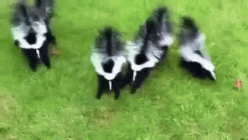 Skunks Standing on Grass Field