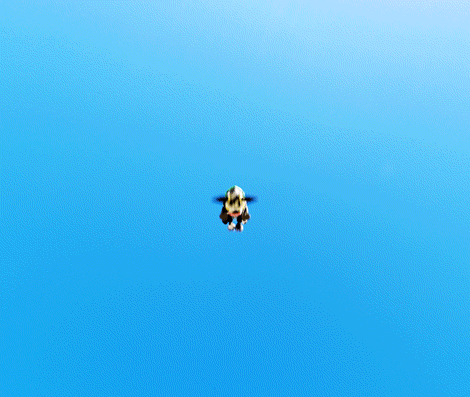 Skydiving Cow Spinning With Parachute GIF