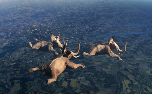 Skydiving Three Elephants Falling GIF