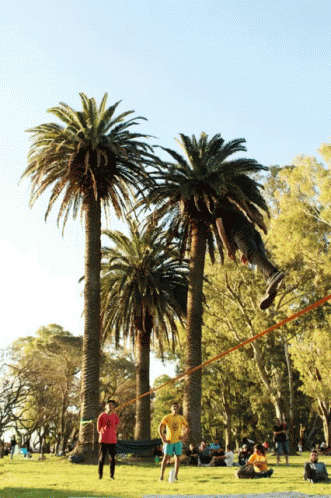 Slacker Slack Line Alon Palm Trees GIF