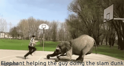 Amazing Elephant Assisted Slam Dunk GIF