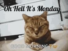 Sleep Cat Shake Head Monday Good Morning GIF