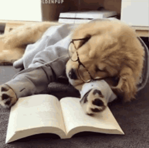 Sleep Dog Wear Eyeglasses Reading Book GIF