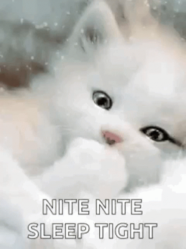 Sleep Tight Cute White Kitty GIF
