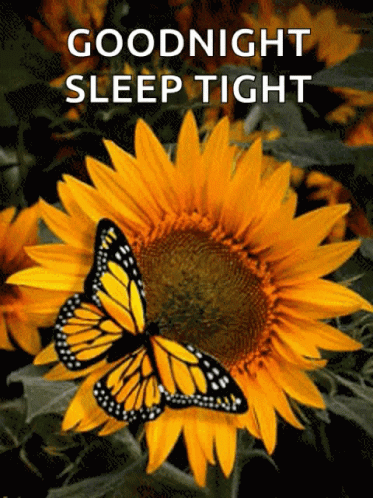 Sleep Tight Good Night Sunflower GIF