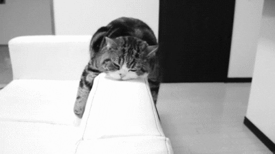 Sleep Well Cat Bed Time GIF