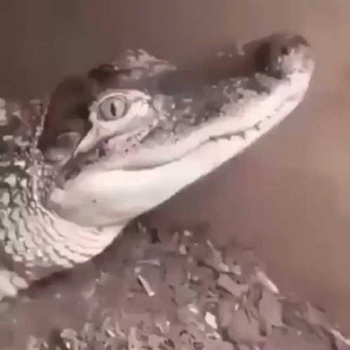Sleeping Baby Crocodile GIF