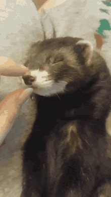 Sleeping Black Ferret Animal GIF