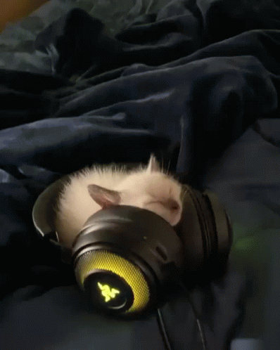 Sleeping Cat Big Headphones GIF