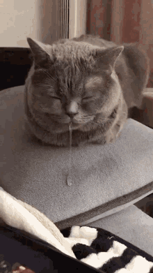 Sleeping Cat Drooling GIF