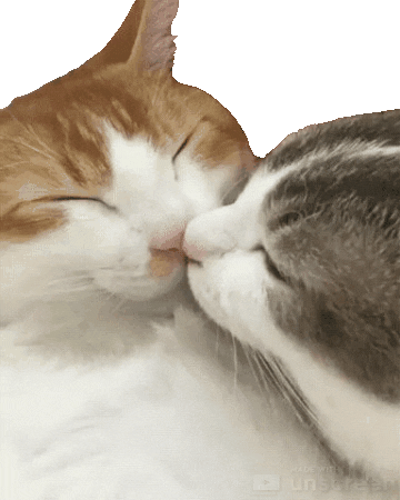 Sleeping Cat Kisses GIF