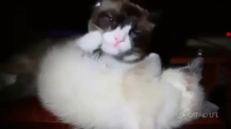 Sleeping Cat Lick Fall GIF