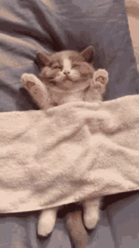Sleeping Cat Under Blanket GIF