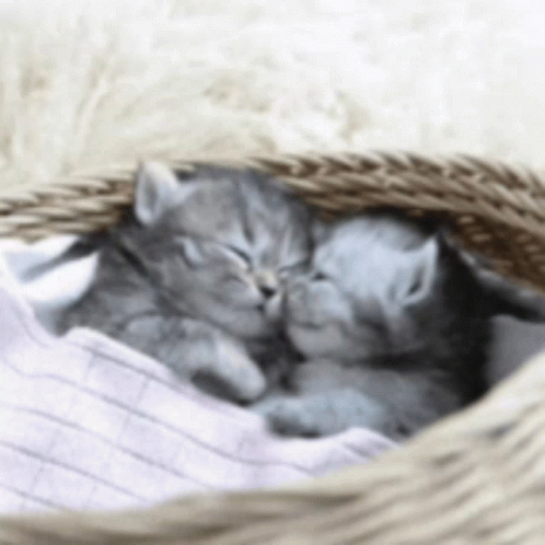 Sleeping Cute Cats On Basket GIF