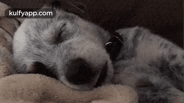 Sleeping Cute Gray Dogs GIF