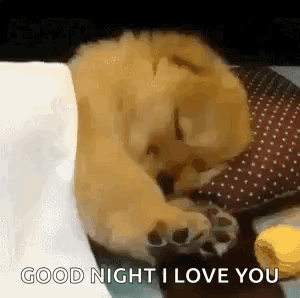 Sleeping Dog Being Petted on White Blanket