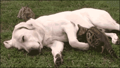 Sleeping Dog Cat Laying Down Beside Funny Hug GIF