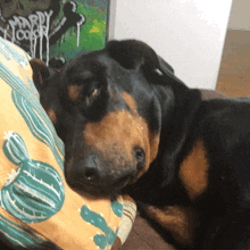 Sleeping Dog Doberman Funny Animal GIF