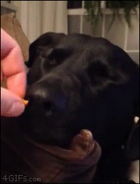 Sleeping Dog Licking Food GIF