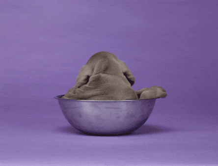 Sleeping Dog On A Spinning Bowl GIF