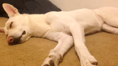 Sleeping Dog On The Floor GIF