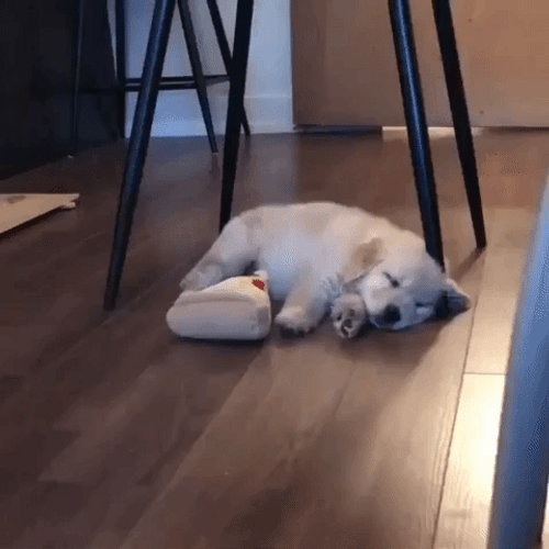 Sleeping Dog Puppy Cute Dreaming GIF