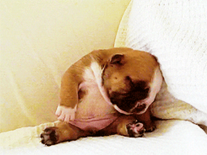 Sleeping Dog Puppy Passed Out GIF