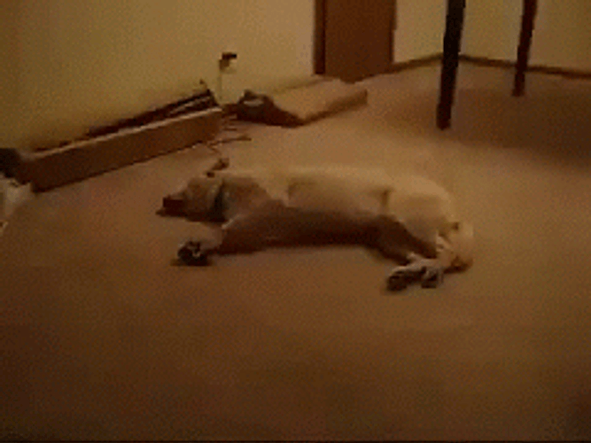 Sleeping Dog Running Panic Dream GIF