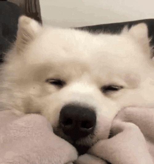 Sleeping Dog Samoyed Goodnight GIF