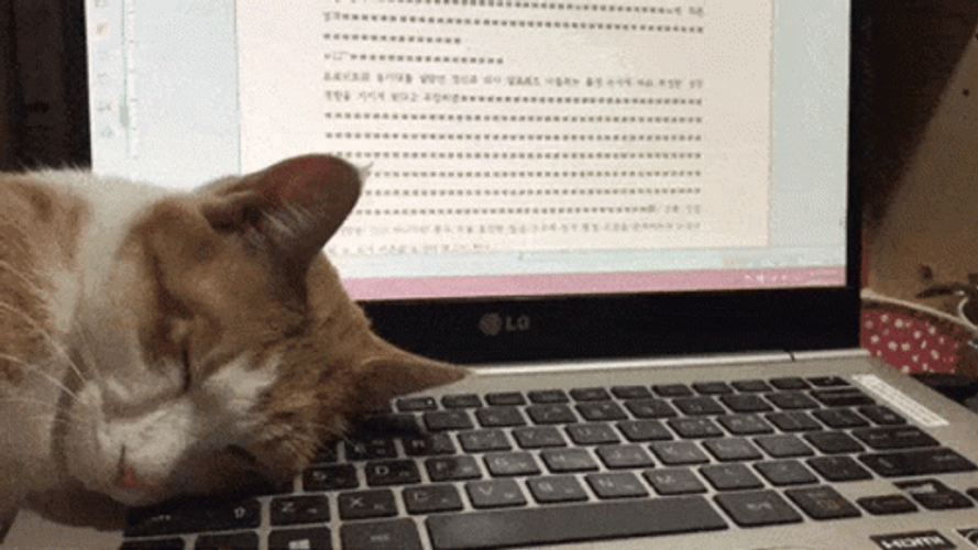 Sleeping Keyboard Cat Typing GIF