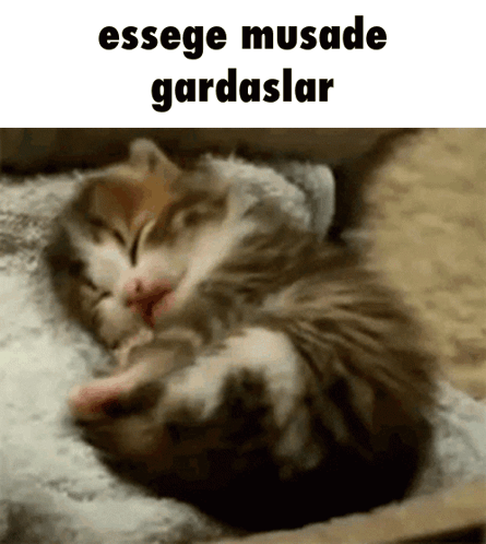 Sleeping Kitten with Text