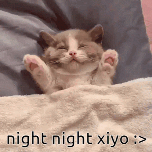 Sleeping Kitty Nighty Night GIF
