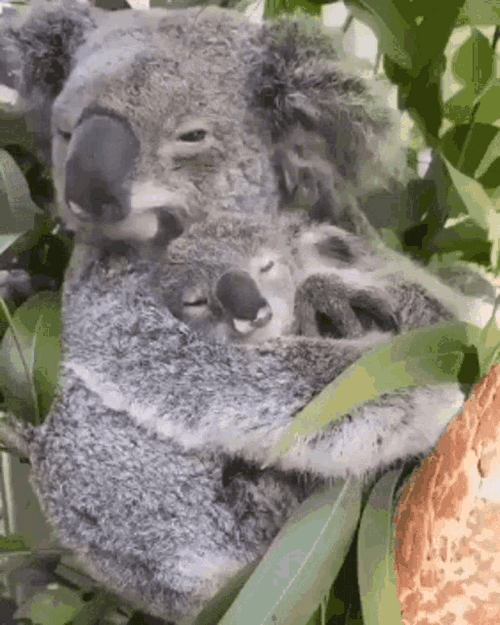 Sleeping Koala Animals GIF.