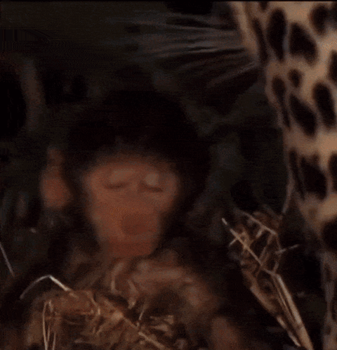 Sleeping Monkey Ishowspeed Meme GIF