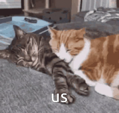 Sleeping Sweet Cute Cats GIF