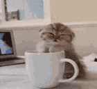 Sleepy Baby Cat On Coffee Cup GIF