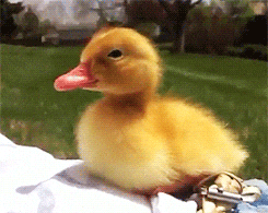 Sleepy Baby Duck Snoozing Meme GIF