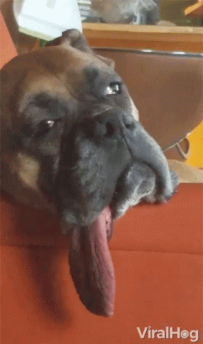 Sleepy Boxer Dog Heat Stroke GIF