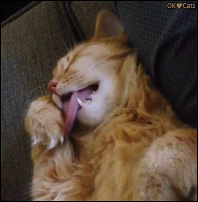 Sleepy Cat Dreaming Of Licking Paw GIF