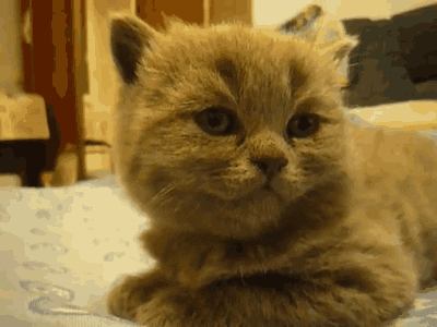 Sleepy Cat Fell Down Buona Notte GIF