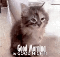 Sleepy Cat Good Morning And Good Night Meme GIF