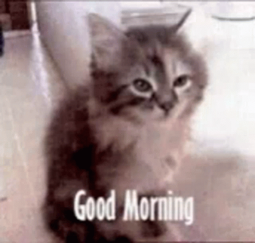 Sleepy Cat Good Morning Meme GIF