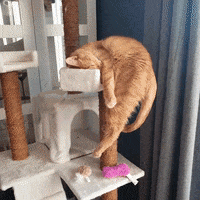 Sleepy Cat Hanging On Cat Tower GIF