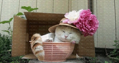 Sleepy Cat Hanging Out In Basket GIF