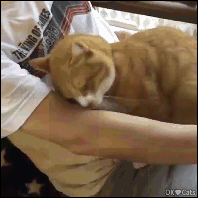 Sleepy Cat Hugging Human Arm GIF