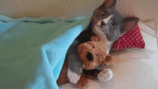 Sleepy Cat Hugging Its Toy Buona Notte GIF