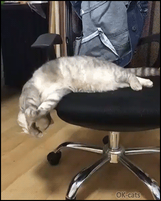 Sleepy Cat Sliding Off The Chair GIF